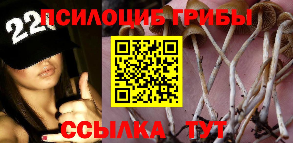 Псилоцибиновые грибы Psilocybine cubensis Новосибирск